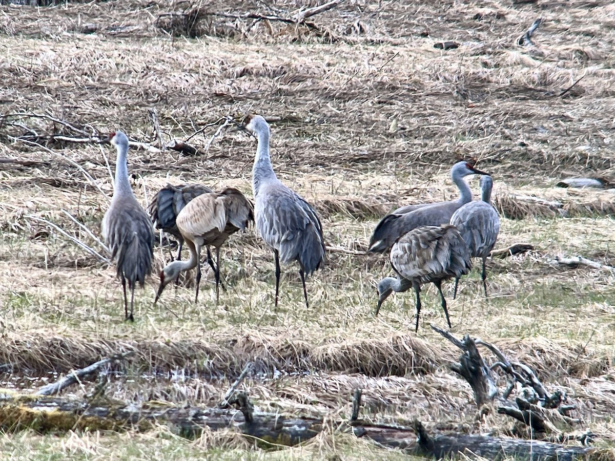 Sandhill Crane - Judith Hayden