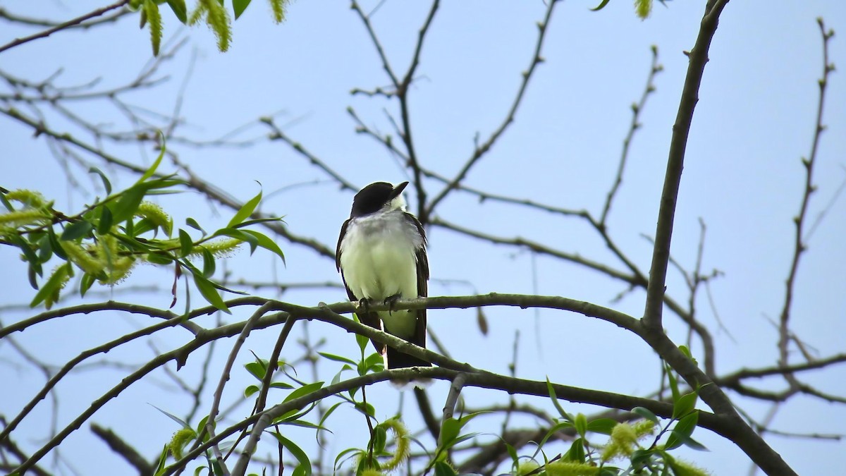 Eastern Kingbird - Ian Lynch