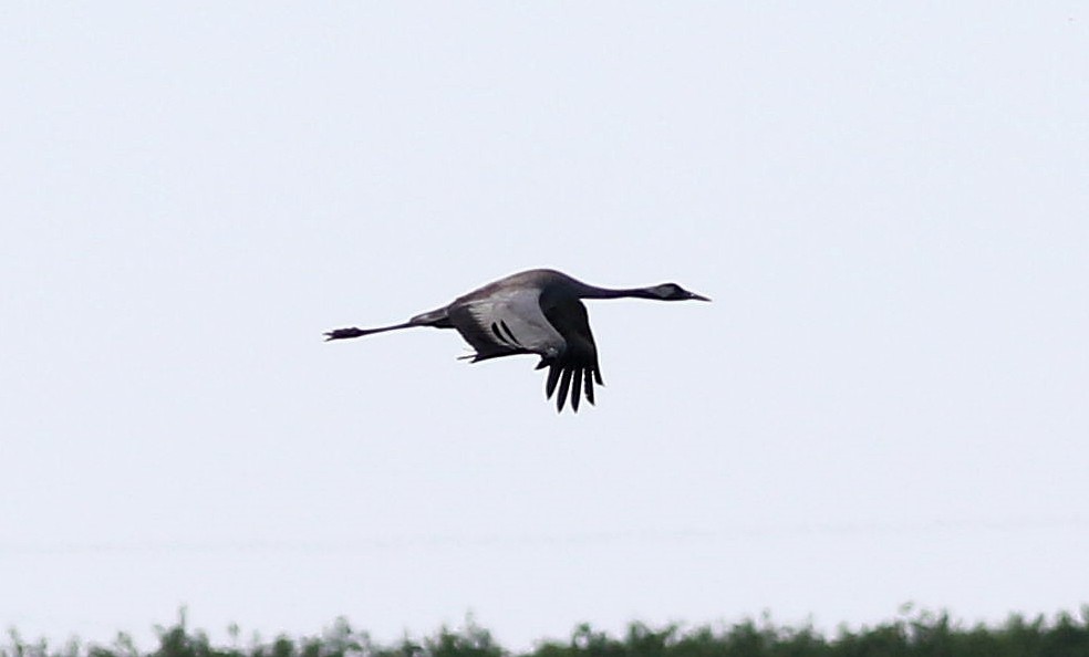 Common Crane - Miguel García