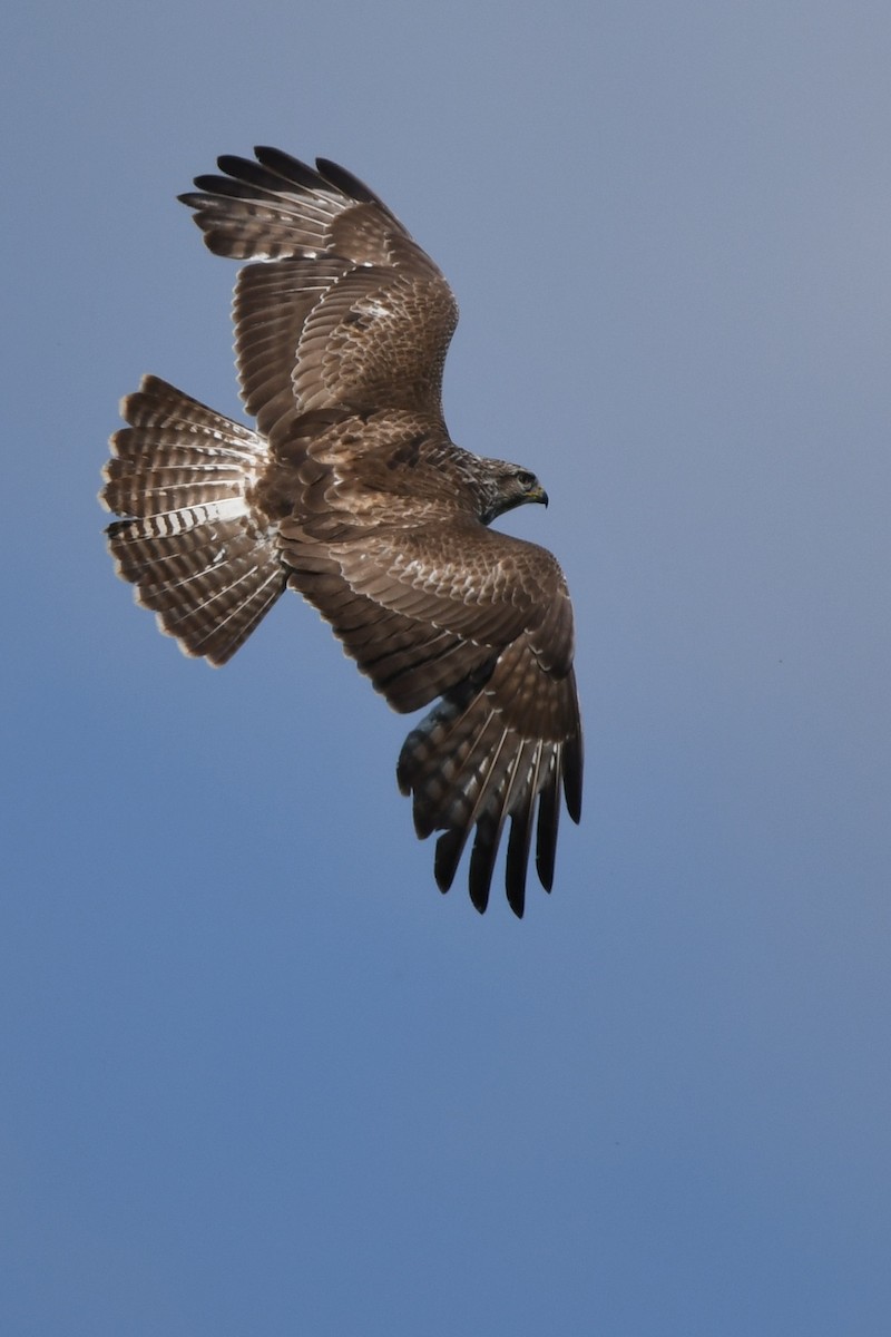 Common Buzzard - Thomas Lachner