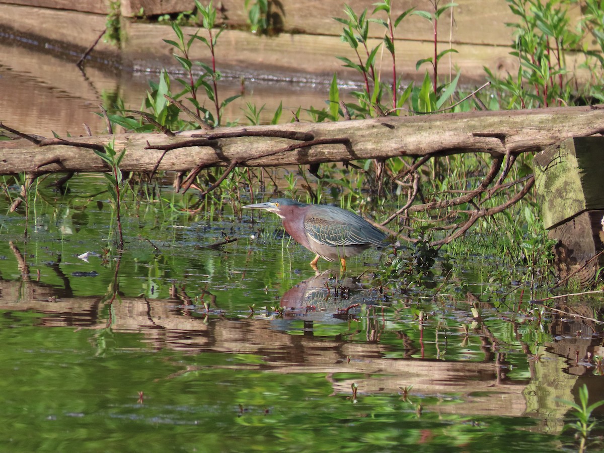 Green Heron - Eric Auld