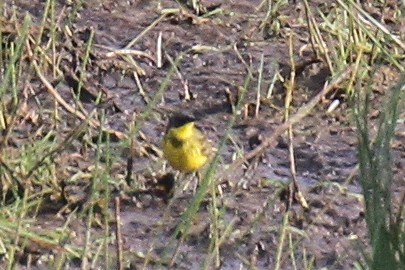 Western Yellow Wagtail (thunbergi) - ML618834921