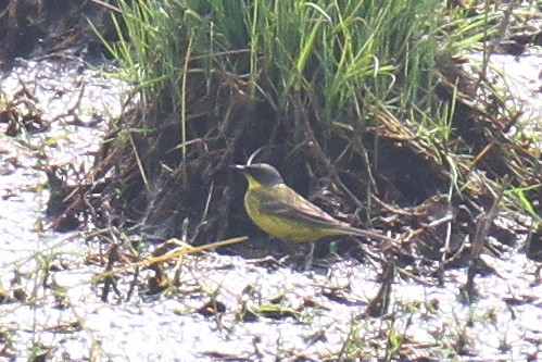 Western Yellow Wagtail (thunbergi) - ML618834922