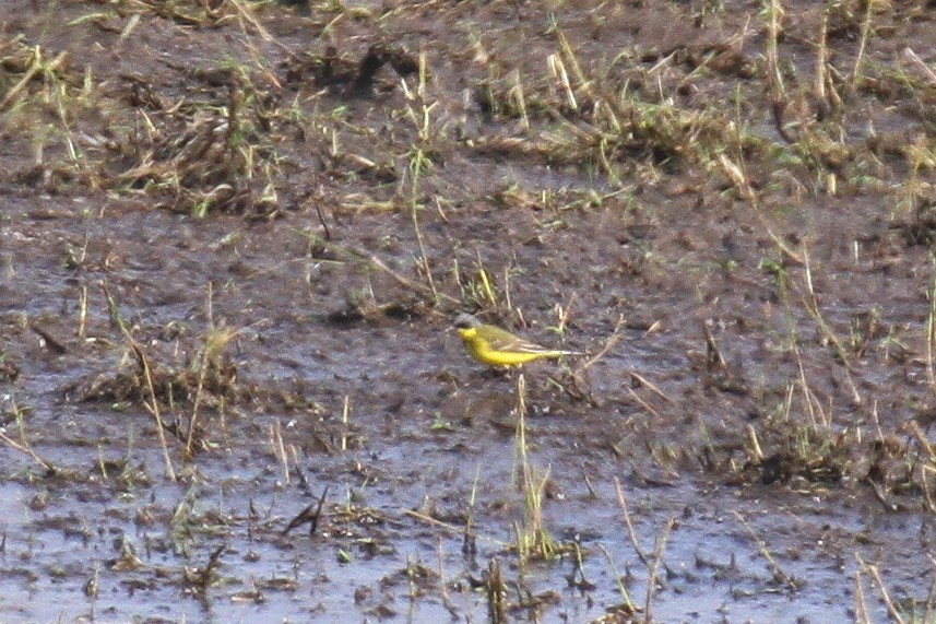 Western Yellow Wagtail (thunbergi) - ML618834923
