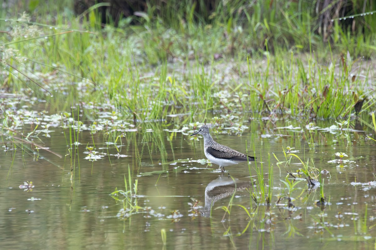 Solitary Sandpiper - Jack Duffy