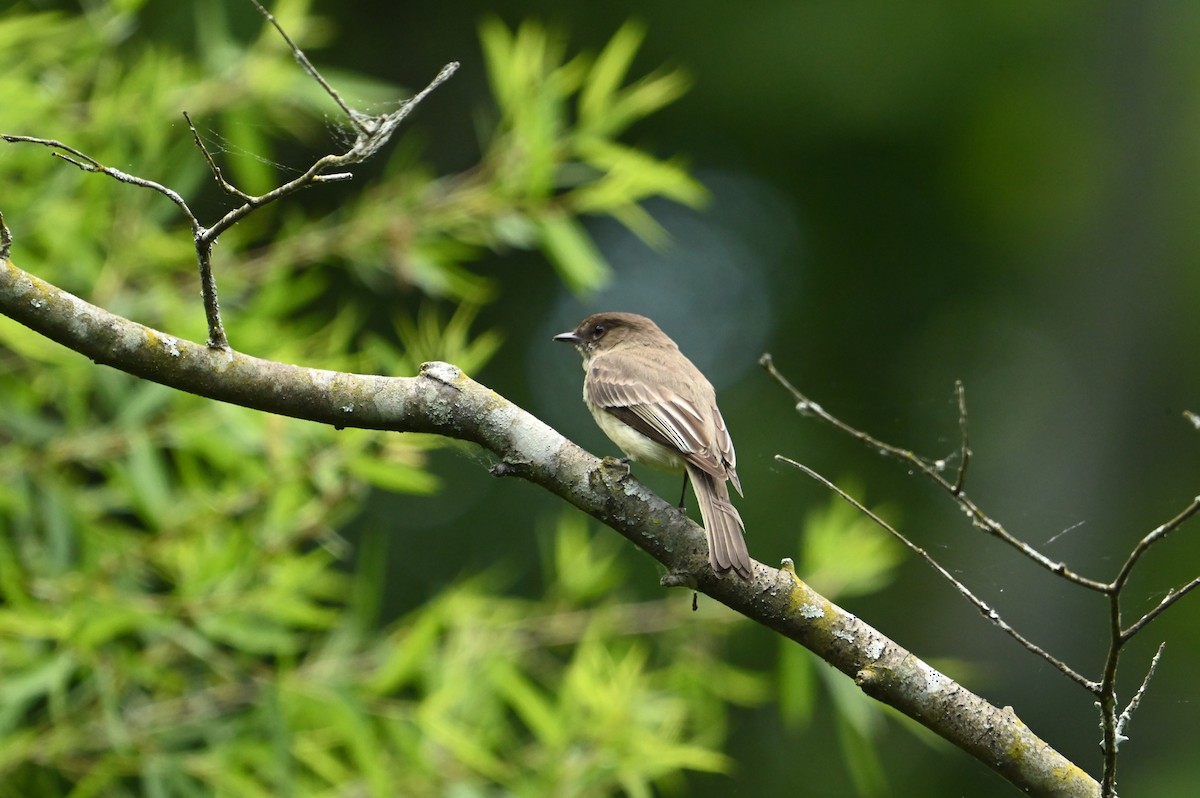 Eastern Phoebe - ML618834946