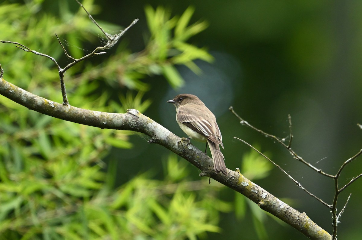 Eastern Phoebe - William Woody