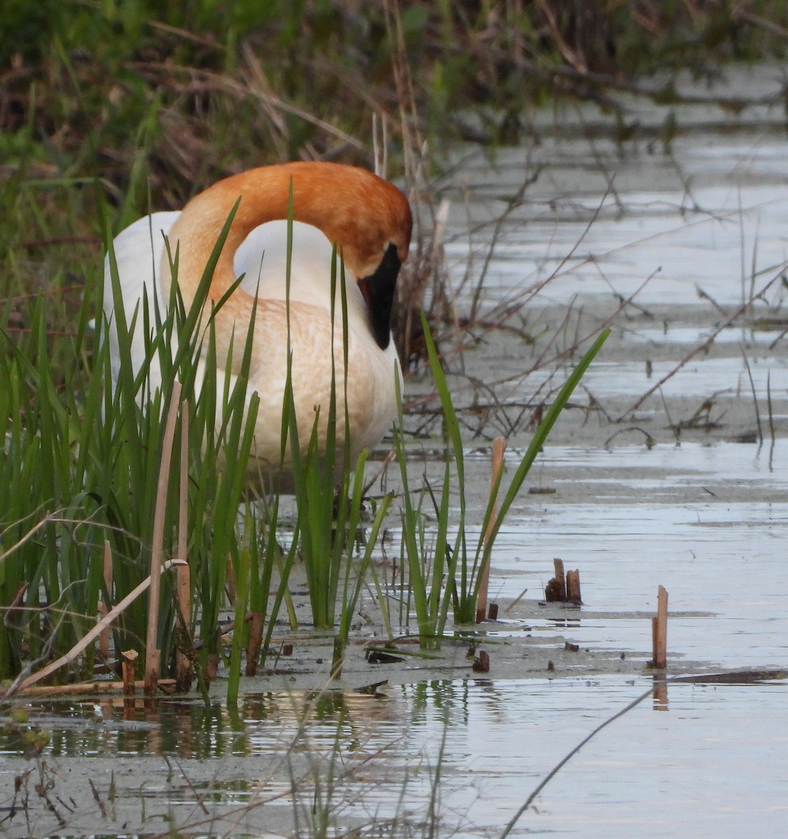 Trumpeter Swan - Shirley Andrews