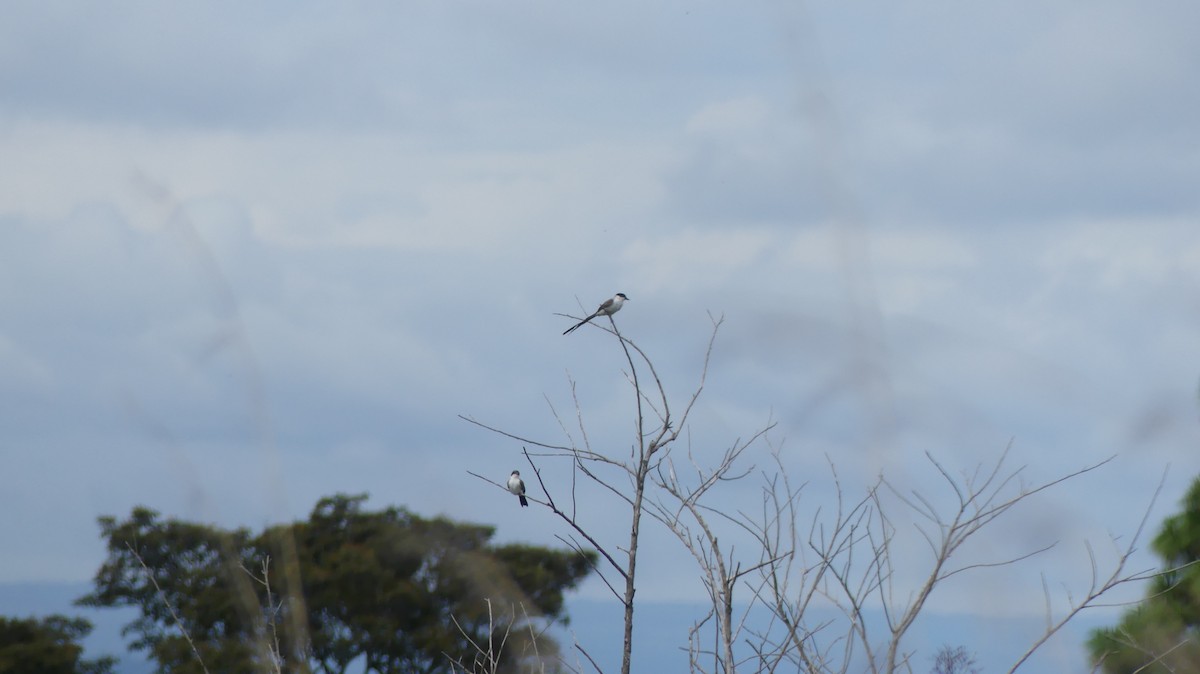 Fork-tailed Flycatcher - Terry van Niekerk