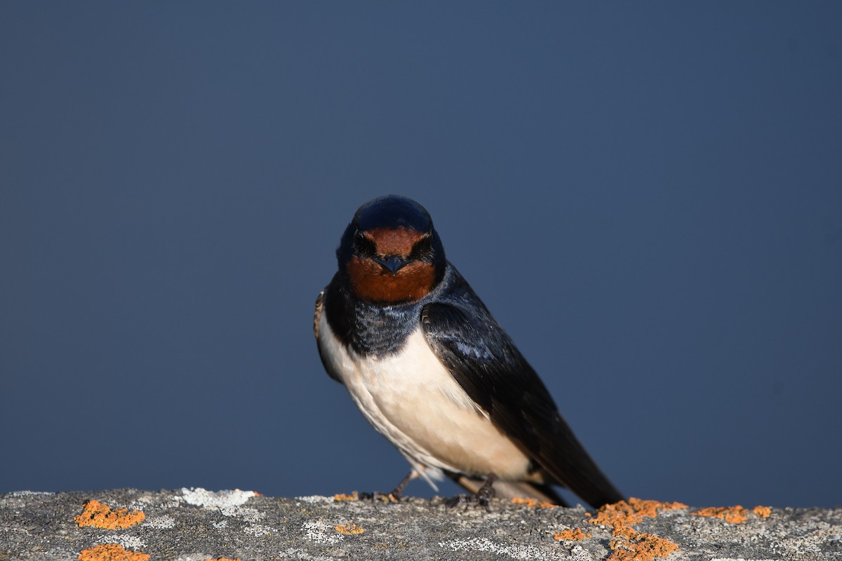 Barn Swallow - Thomas Lachner