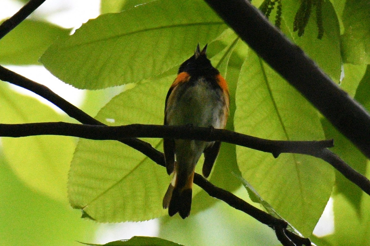 American Redstart - Kevin Roback