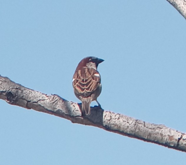 House Sparrow - Kerah Braham