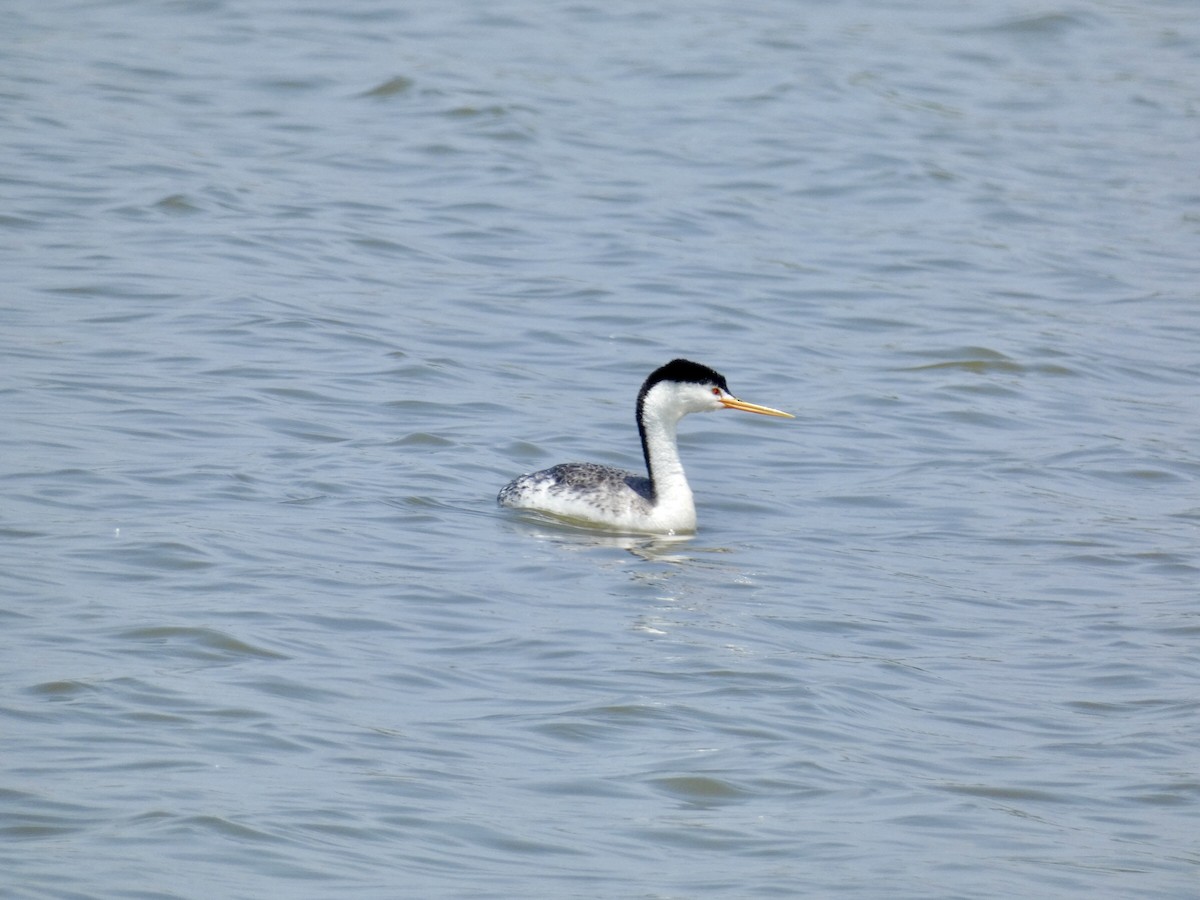 Clark's Grebe - Reeve Cowne