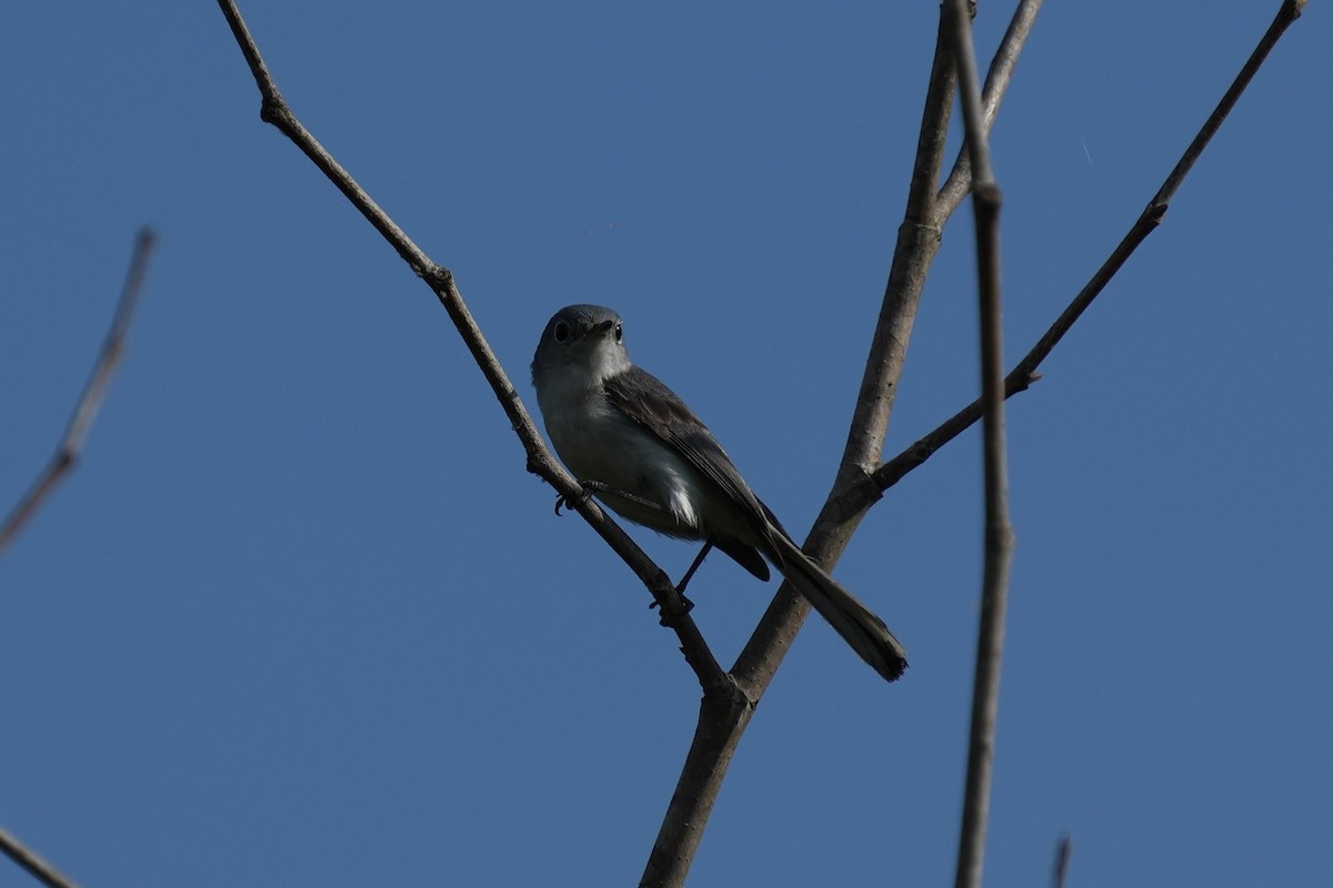 Blue-gray Gnatcatcher - Brandon Johnson