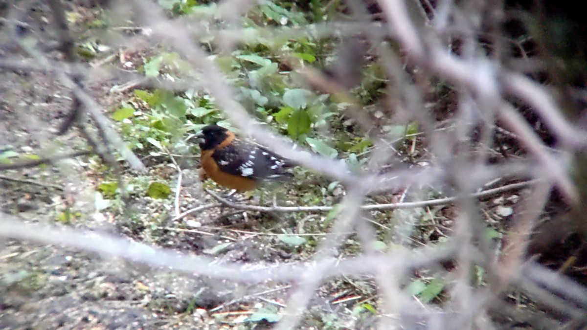 Black-headed Grosbeak - Anonymous