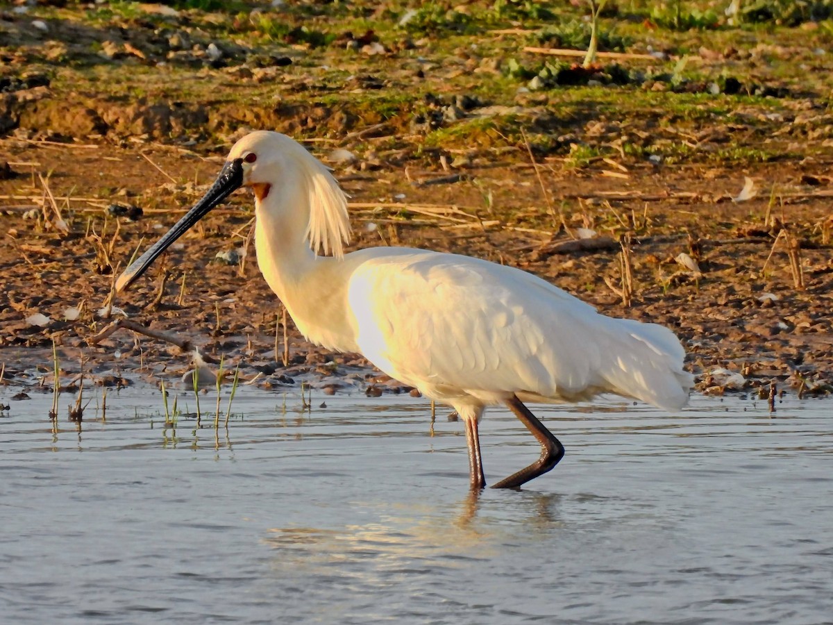 Eurasian Spoonbill - Caroline Callaghan