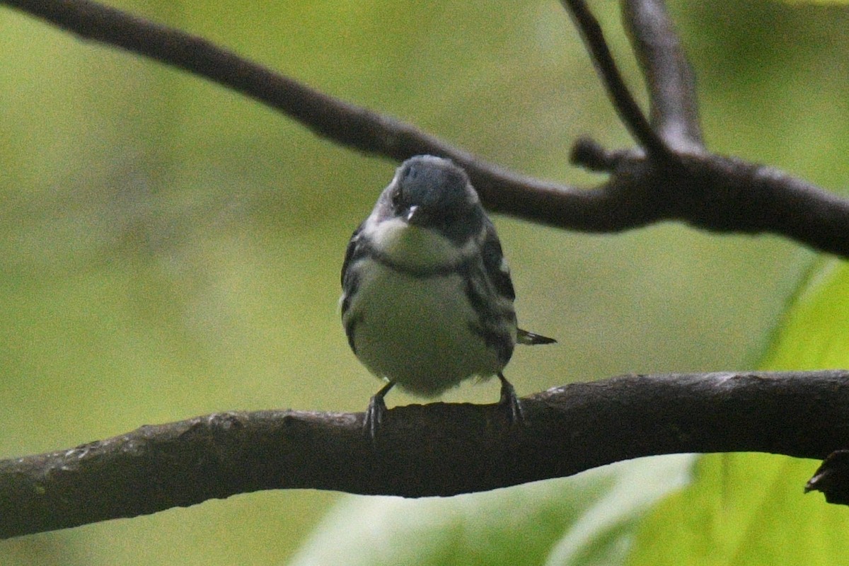 Cerulean Warbler - Kevin Roback