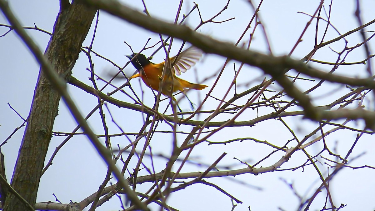 Baltimore Oriole - Ian Lynch