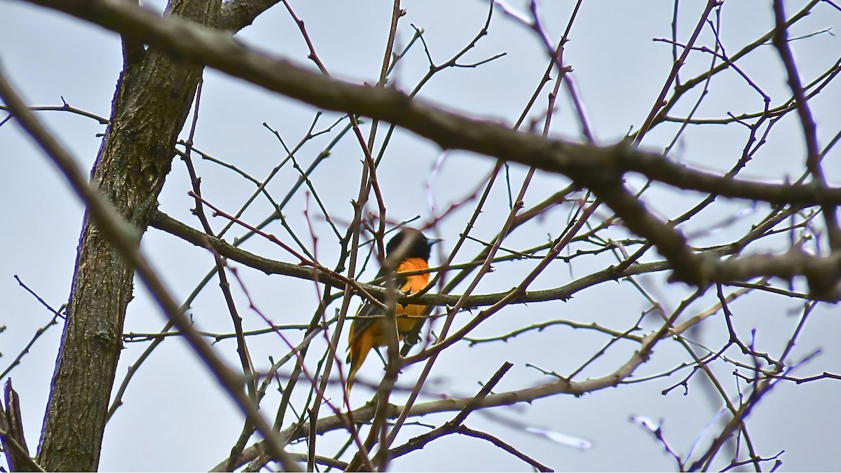 Baltimore Oriole - ML618835000