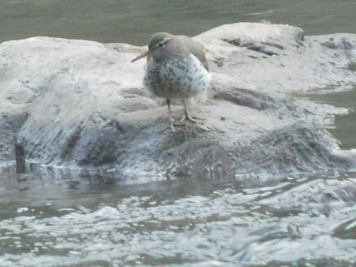 Spotted Sandpiper - ML618835002