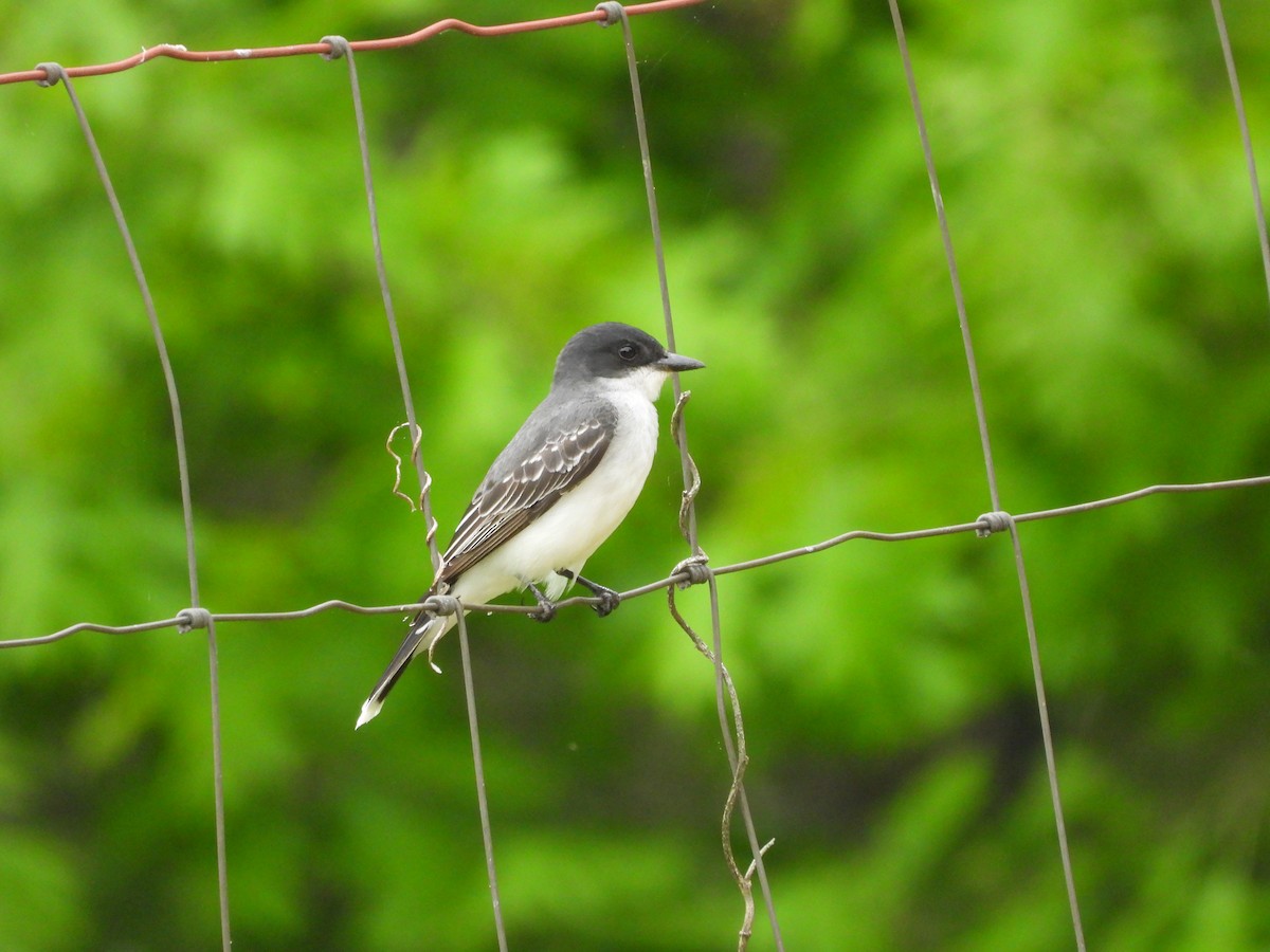 Eastern Kingbird - John Burleson