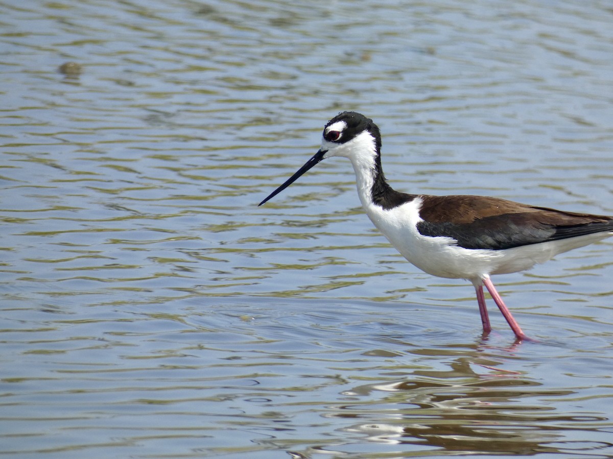 Black-necked Stilt - Reeve Cowne