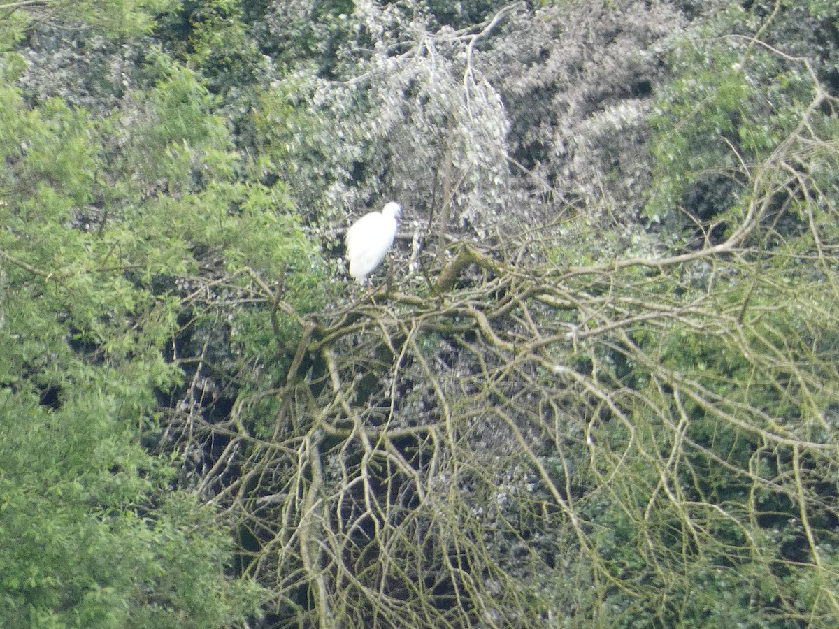 Little Egret - Mike Tuer