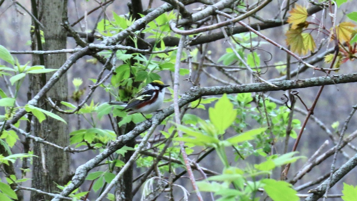 Chestnut-sided Warbler - Ian Lynch