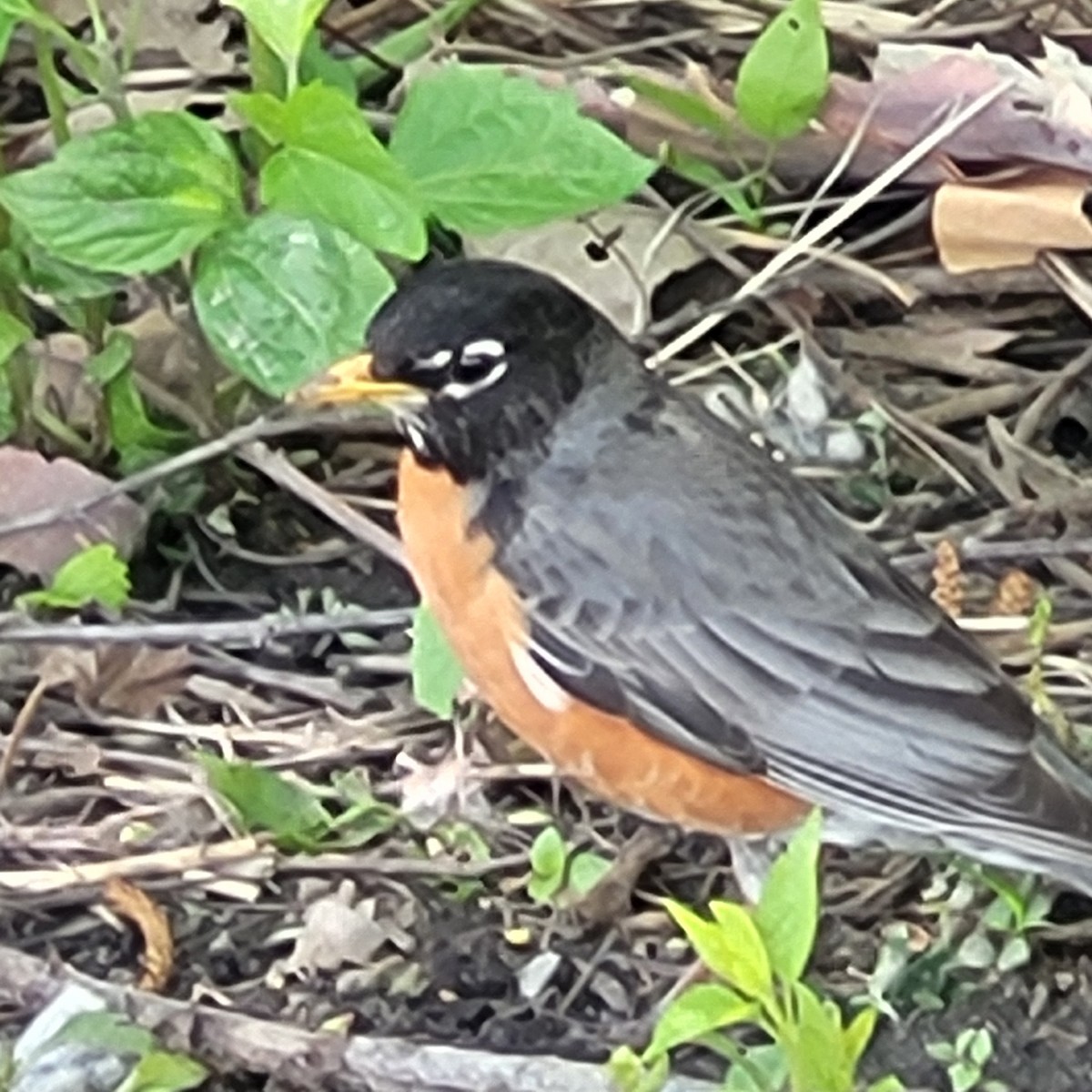 American Robin - ML618835036