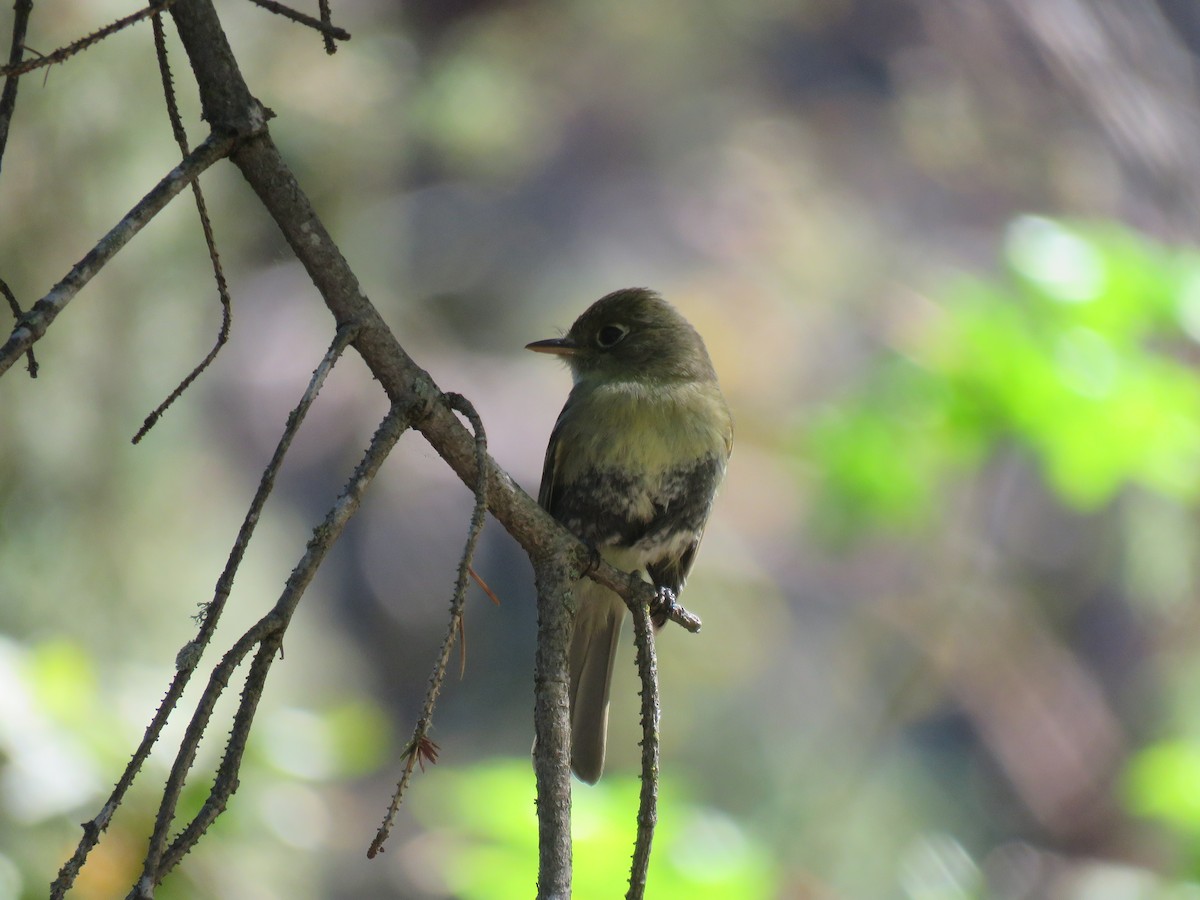 Western Flycatcher (Pacific-slope) - David Mostardi