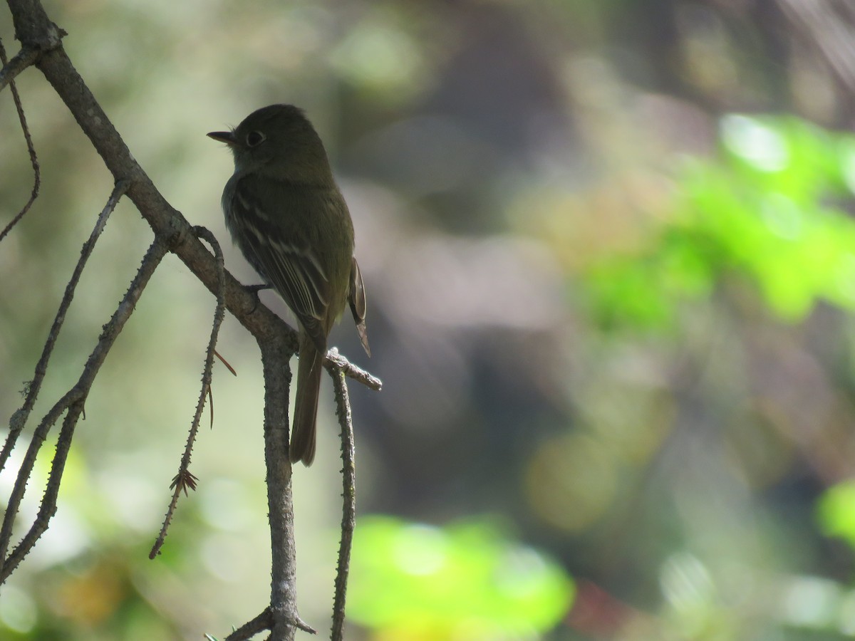 Western Flycatcher (Pacific-slope) - David Mostardi