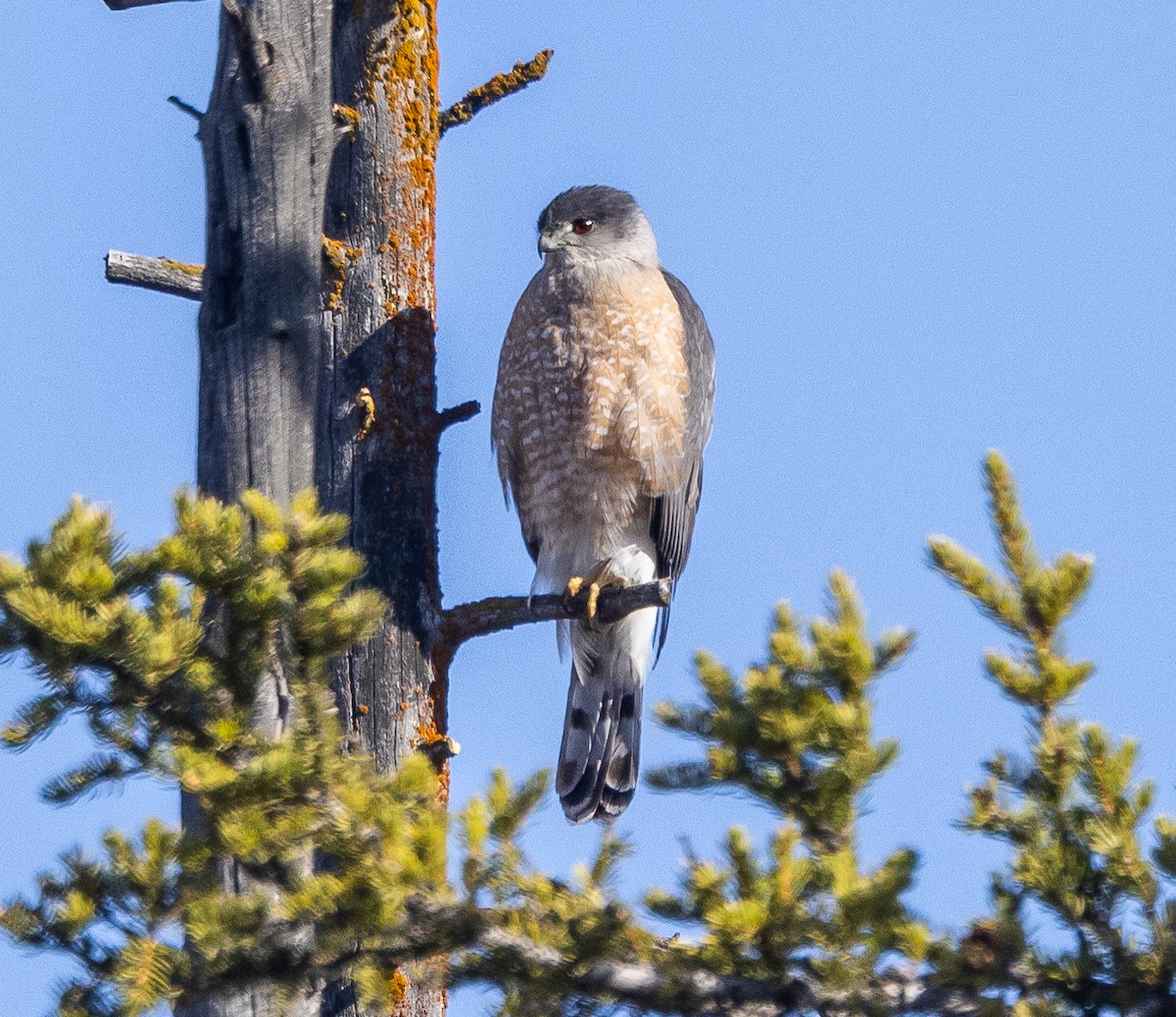 Cooper's Hawk - Caroline Lambert