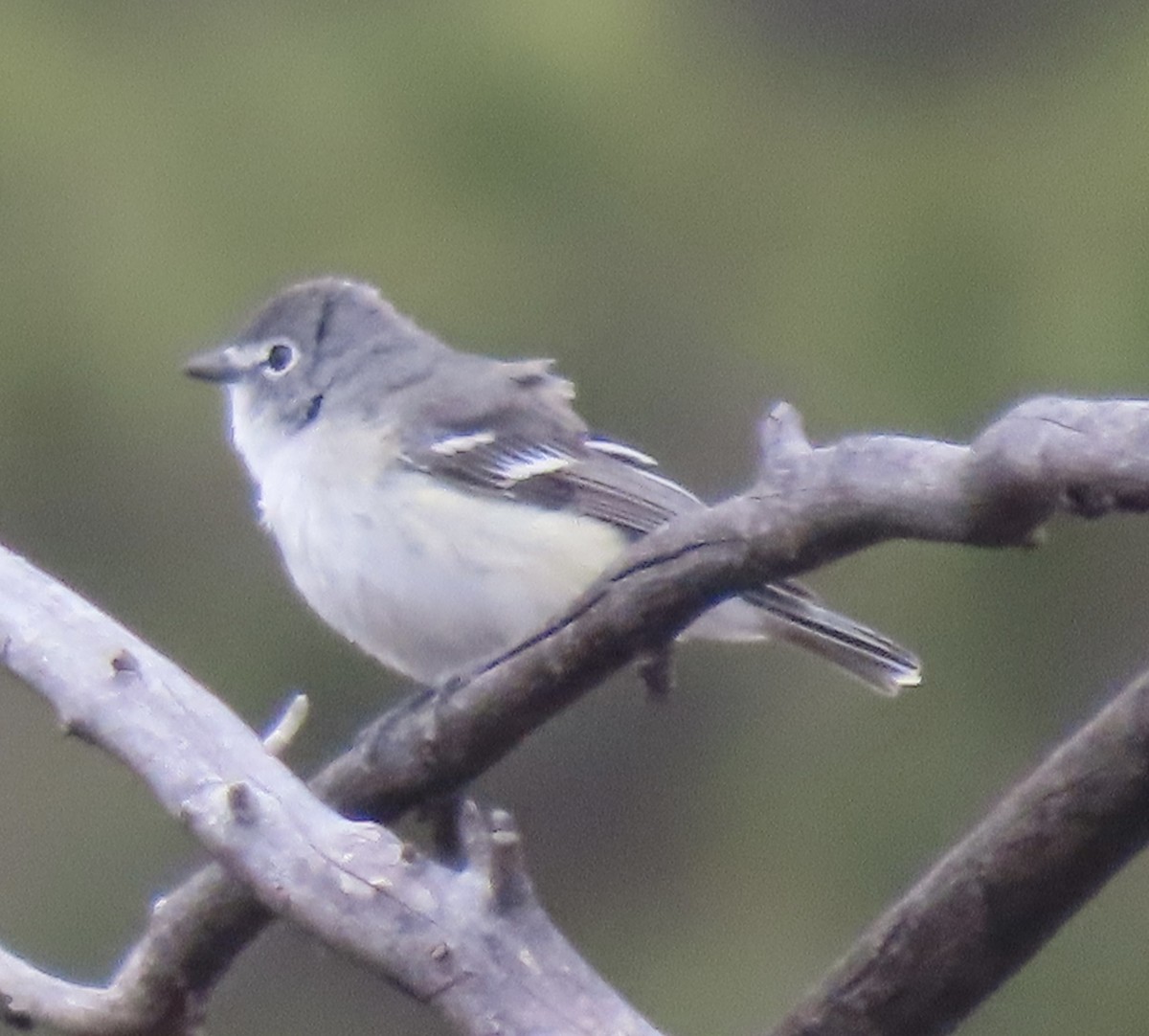 Plumbeous Vireo - Charlotte (Charlie) Sartor