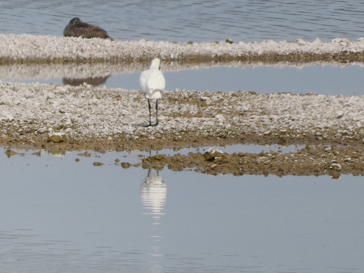 Eurasian Spoonbill - Mike Tuer