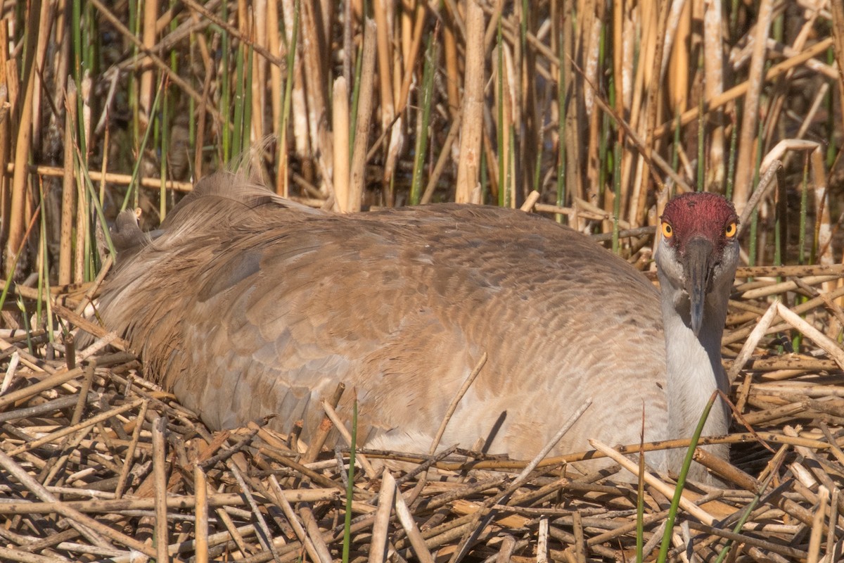 Sandhill Crane - Barry Porter