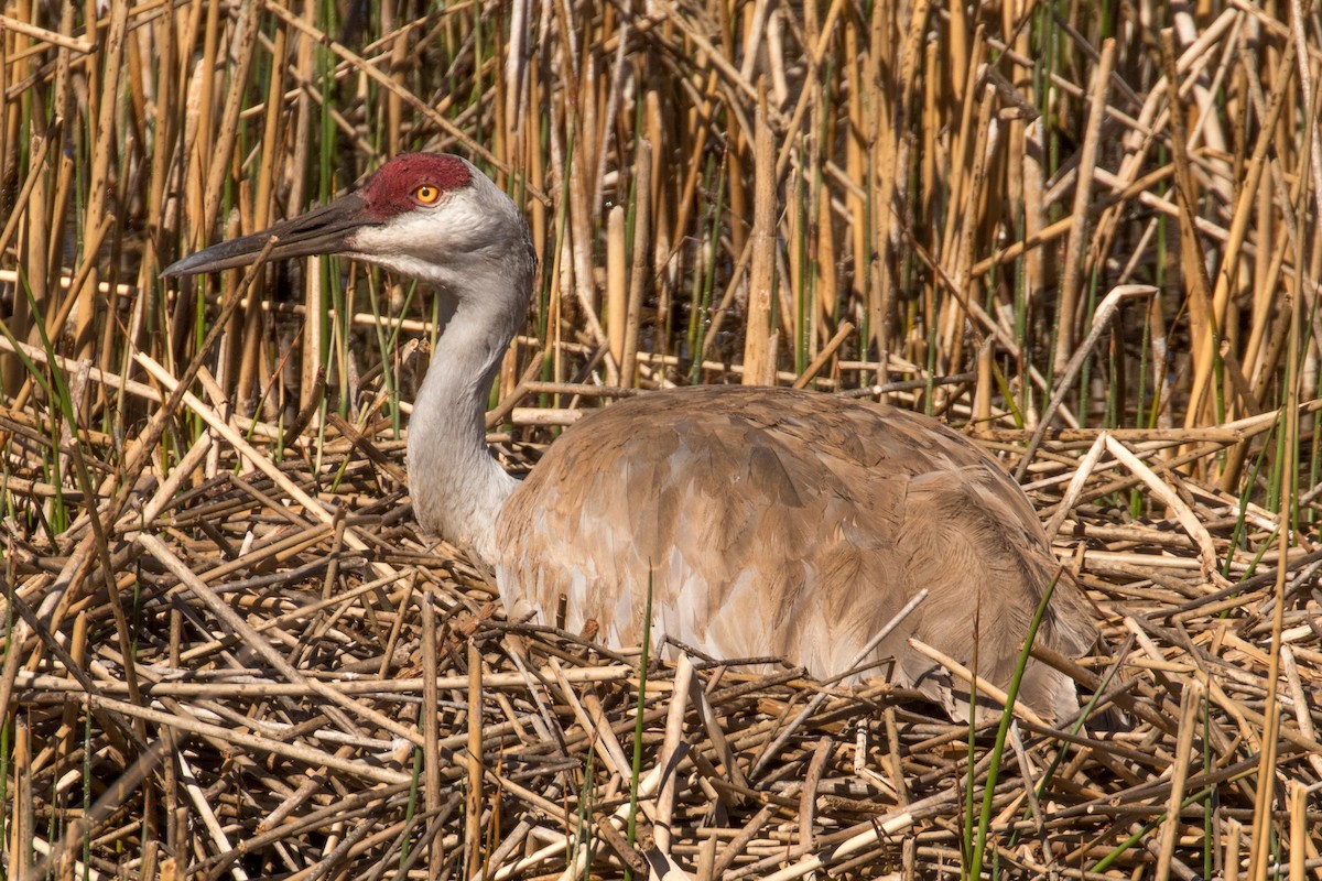 Sandhill Crane - Barry Porter