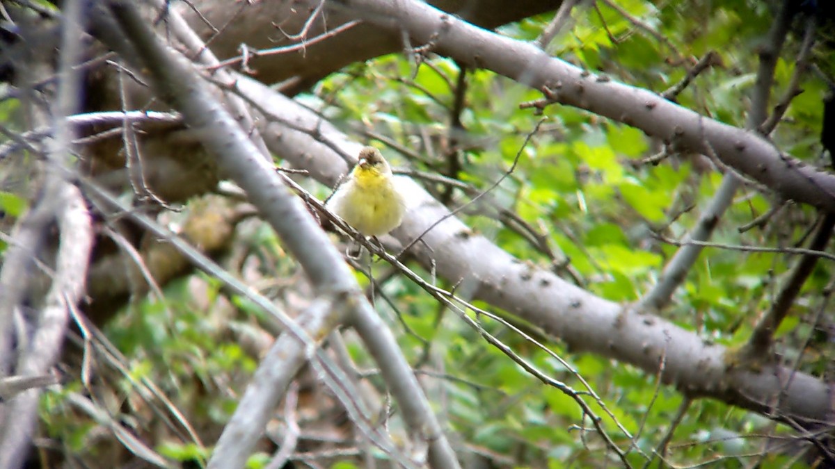 Lesser Goldfinch - Anonymous