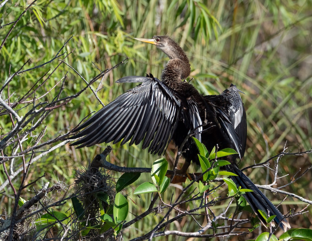 Anhinga - Jan Allen