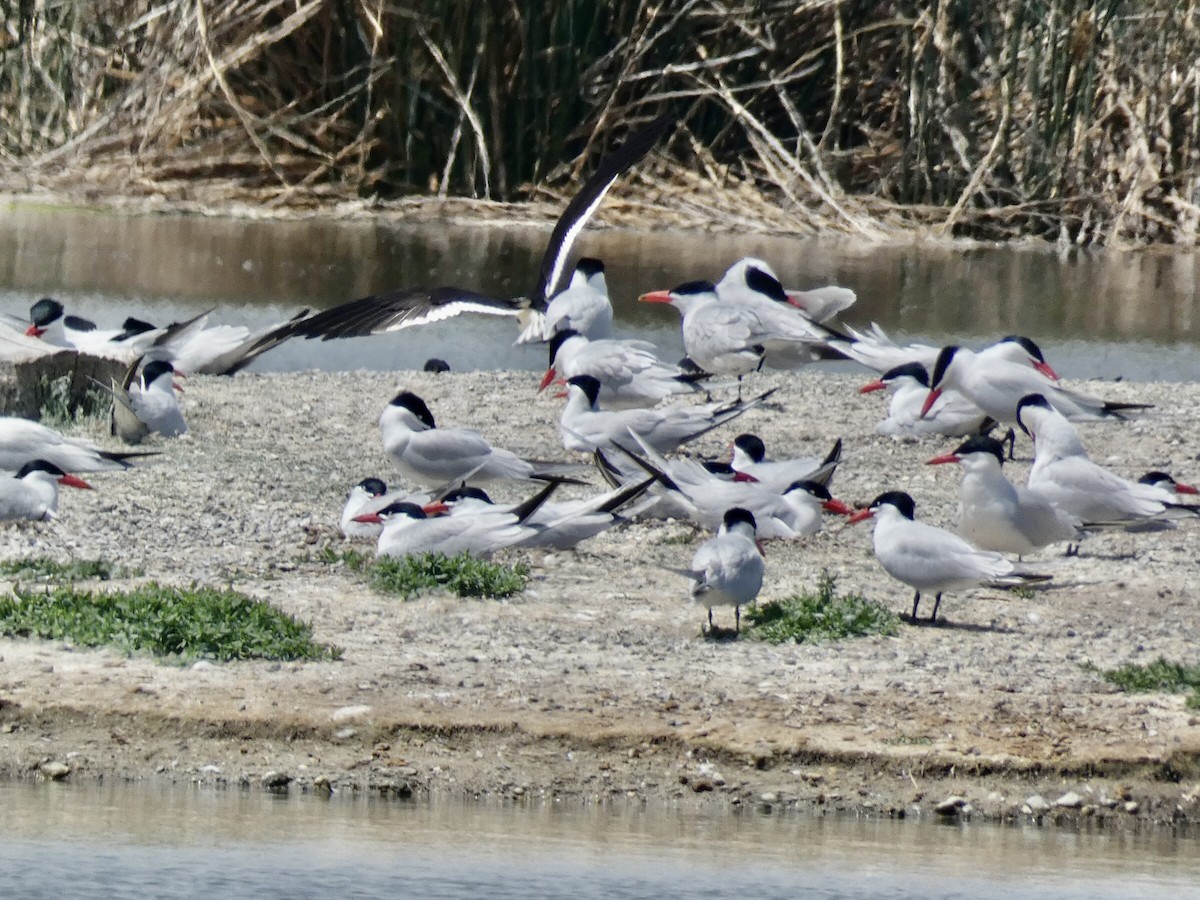 Caspian Tern - Reeve Cowne