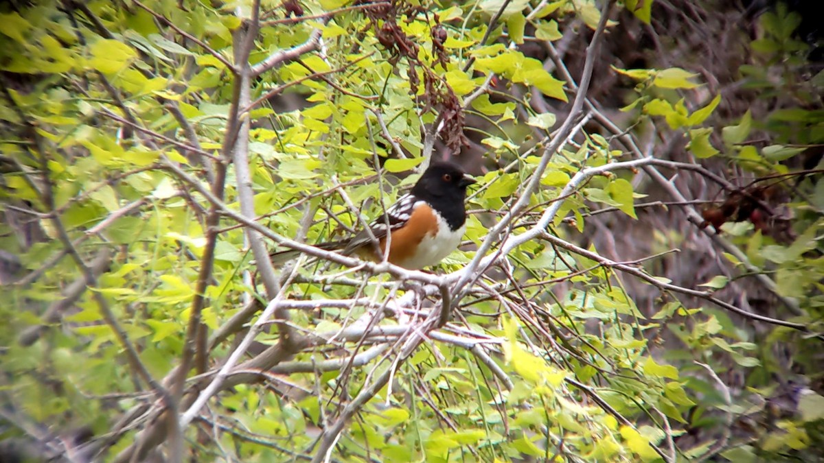 Spotted Towhee - Anonymous