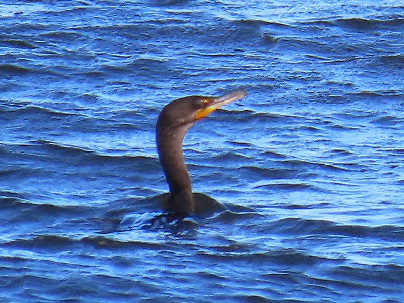 Double-crested Cormorant - Karen Lebing