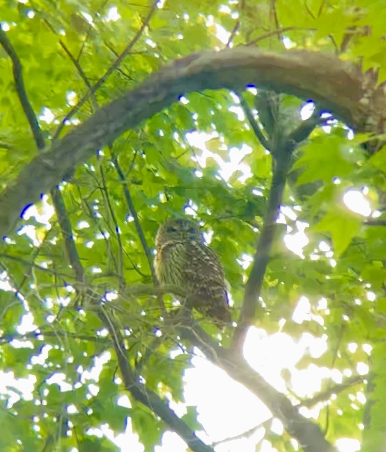 Barred Owl - Aaron Tremper