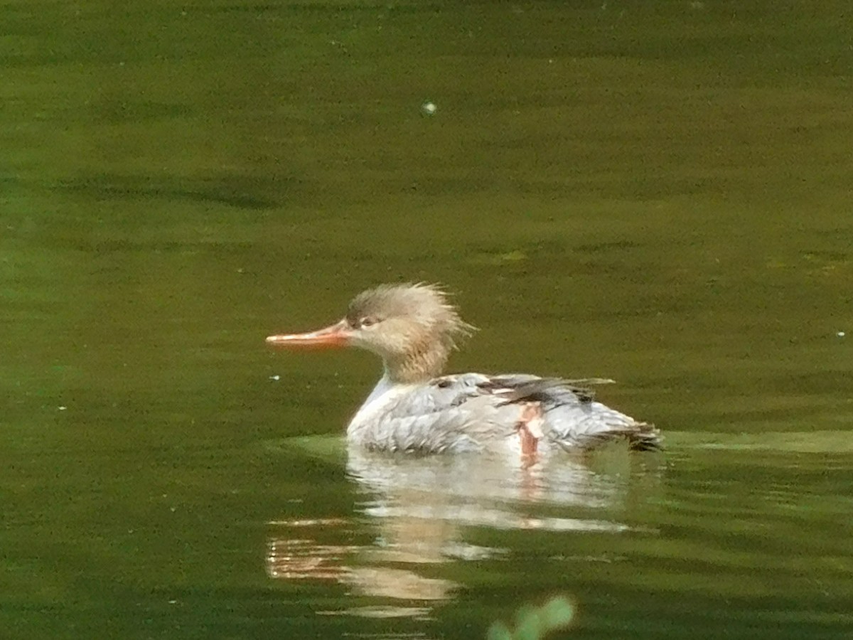 Red-breasted Merganser - Billy Falls