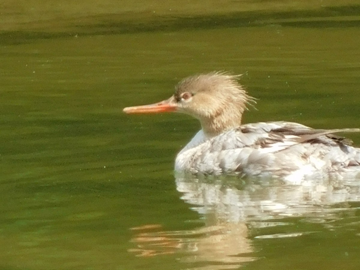 Red-breasted Merganser - Billy Falls