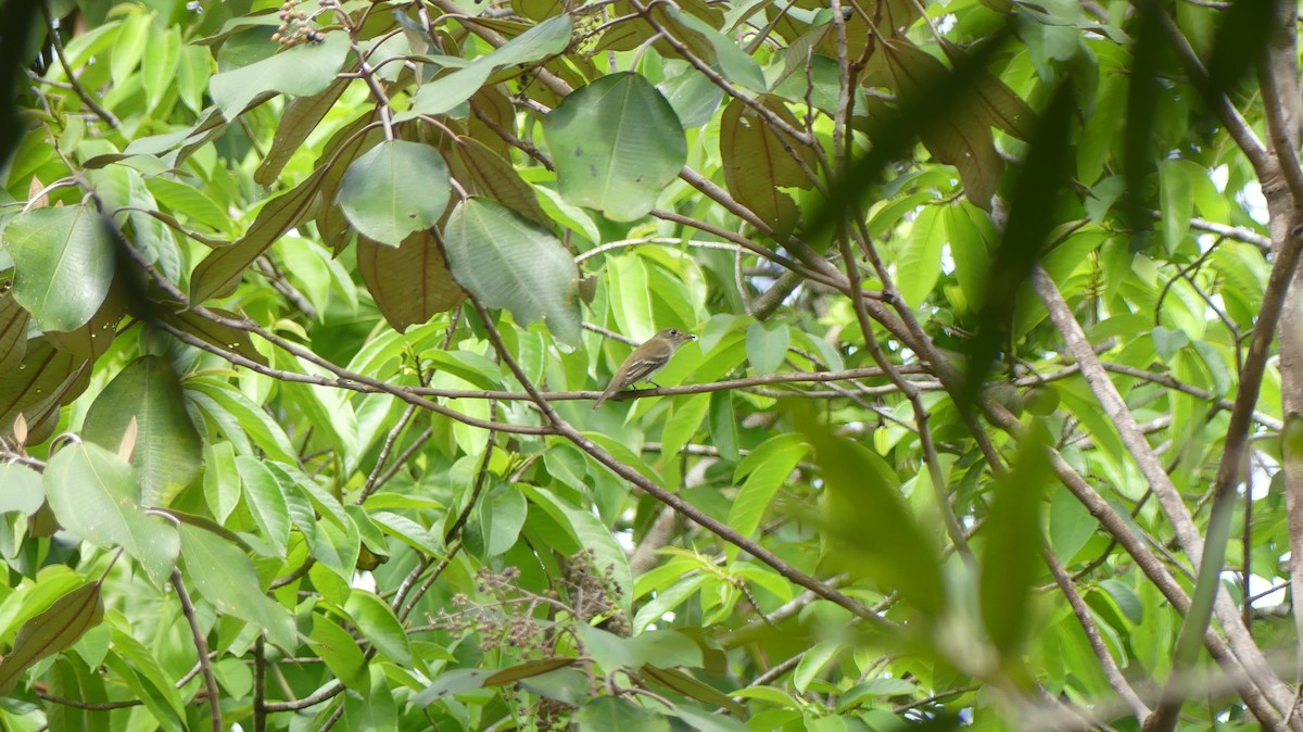 Alder Flycatcher - Terry van Niekerk