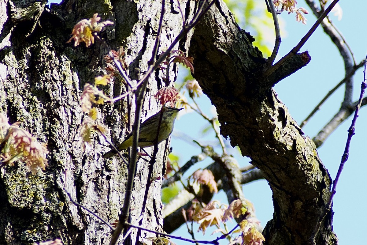 Palm Warbler - Paul Nelson