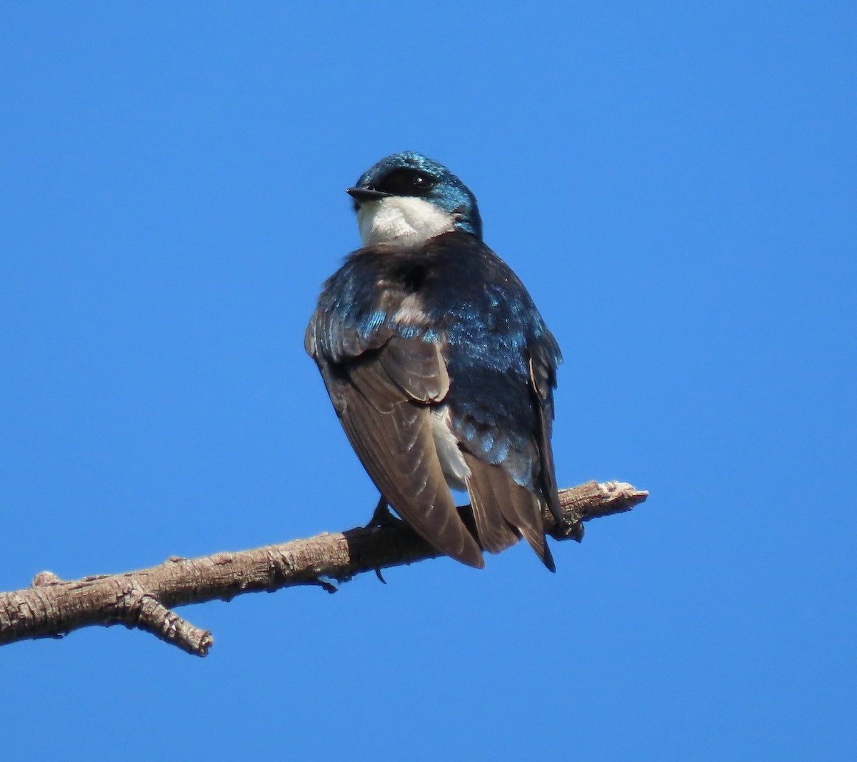 Tree Swallow - Mike Brossart