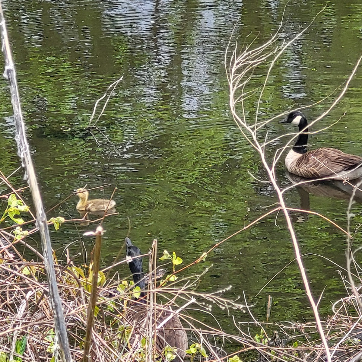 Canada Goose - ML618835169