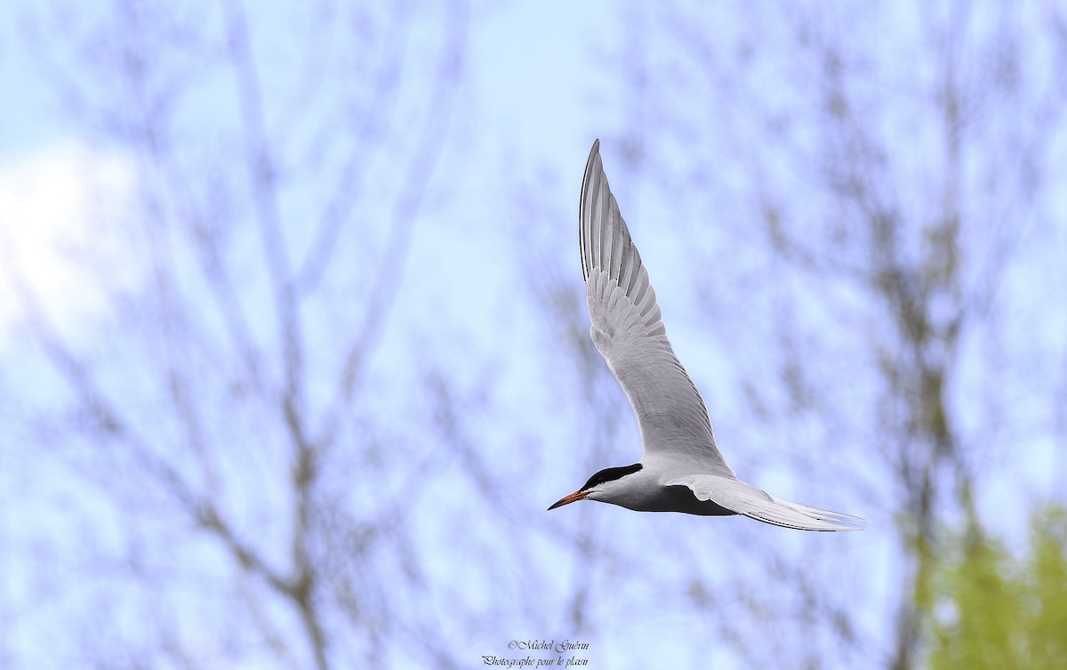 Common Tern - Michel Guérin