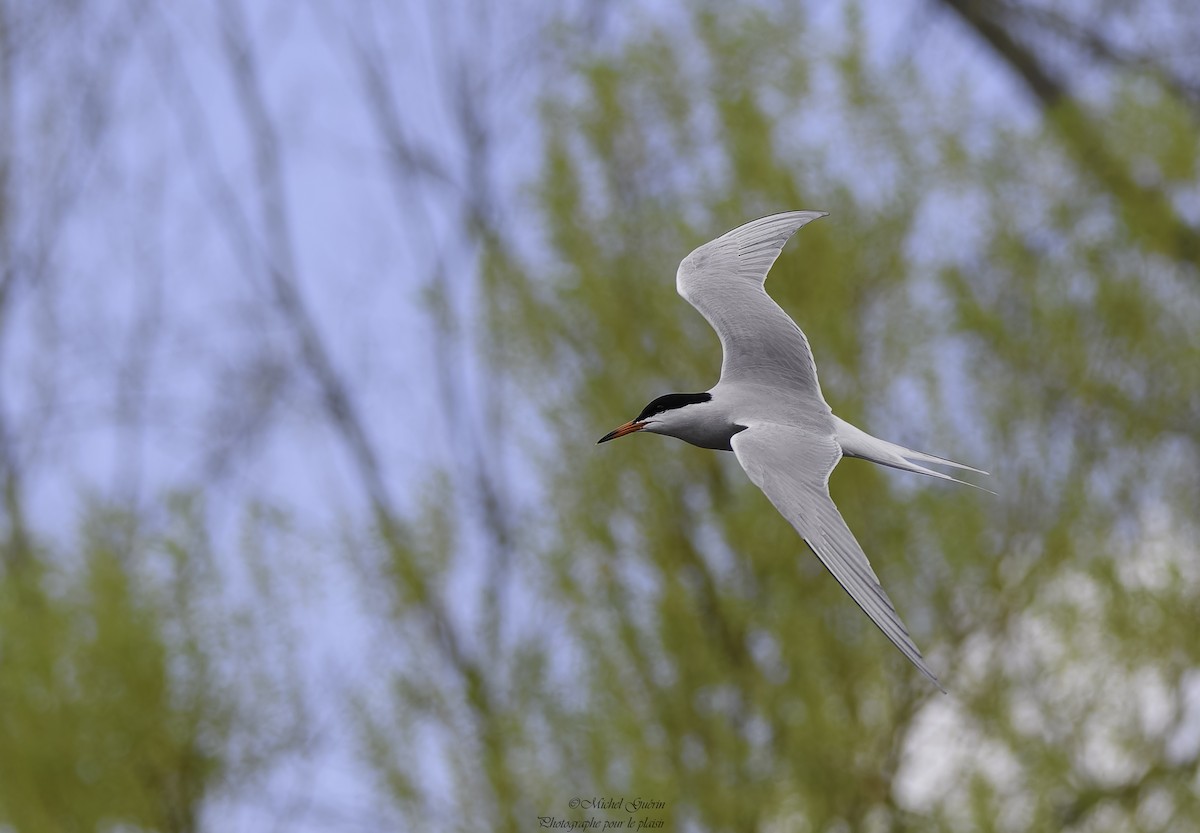 Common Tern - Michel Guérin